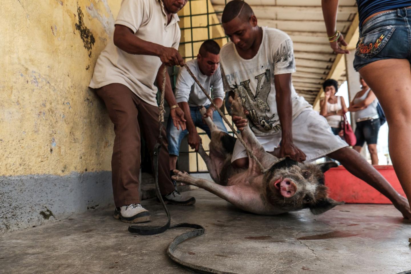 Iznaga pig weighting animal świnia waga ważenie świnia